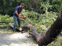 Trusted Austin, IN Tree Removal Experts