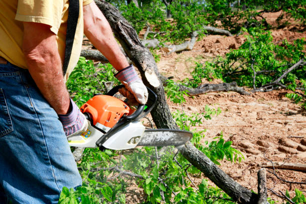 How Our Tree Care Process Works  in  Austin, IN
